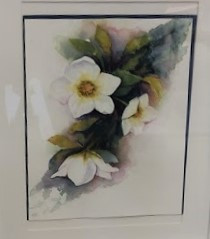Chrissy F, Hellebores, watercolour.jpg